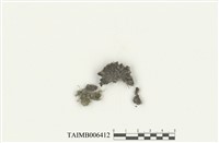 藏品(東亞大角蘚)的圖片